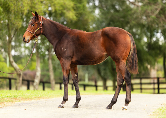 Lot 134: Peltzer / Zedward