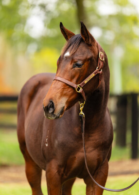 Lot 134: Peltzer / Zedward