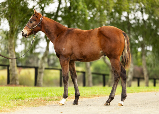 Lot 202: In the Congo / Cheyenne Sue