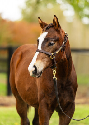 Lot 202: In the Congo / Cheyenne Sue