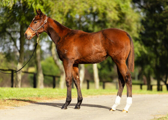 Lot 218: Acrobat / Crystal Spur