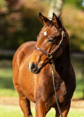 Lot 218: Acrobat / Crystal Spur