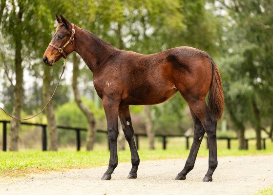 Lot 257: Acrobat / Financial District