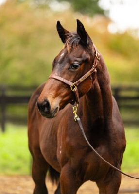 Lot 257: Acrobat / Financial District