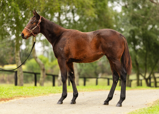 Lot 329: Brutal (NZ) / Keeper Girl (NZ)