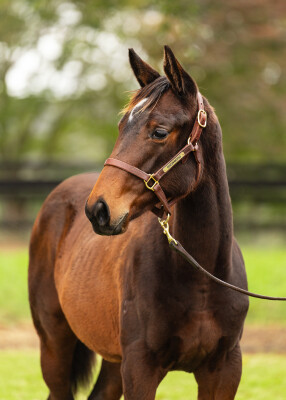 Lot 329: Brutal (NZ) / Keeper Girl (NZ)