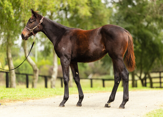 Lot 342: Dirty Work / Lady Bligh
