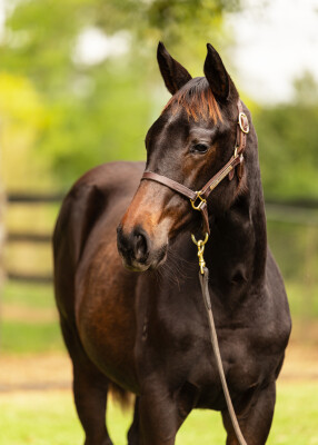 Lot 342: Dirty Work / Lady Bligh