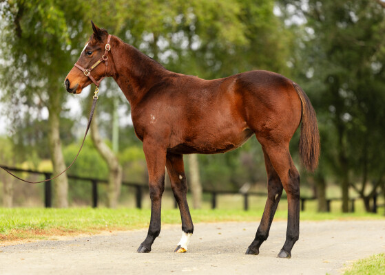 Lot 344: Brutal (NZ) / Lady Percy