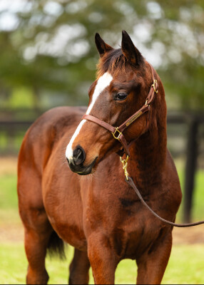 Lot 344: Brutal (NZ) / Lady Percy