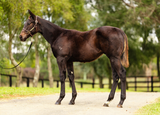 Lot 375: Zousain / Majestic Faith