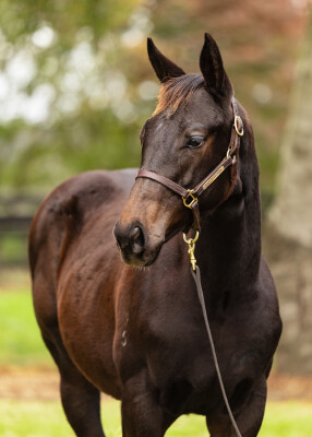 Lot 375: Zousain / Majestic Faith