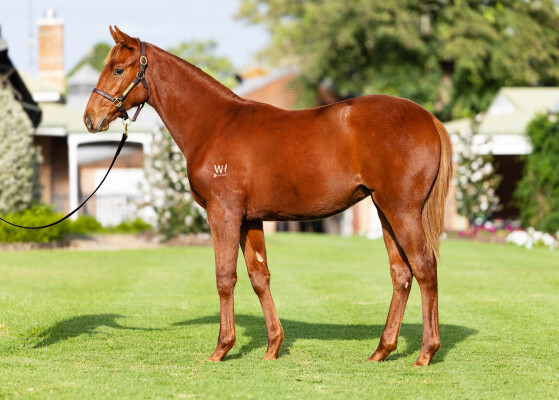 Lot 36: All Too Hard / Snit Ball