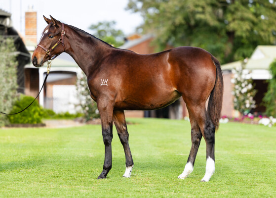 Lot 80: Maurice (JPN) / Think Out Loud