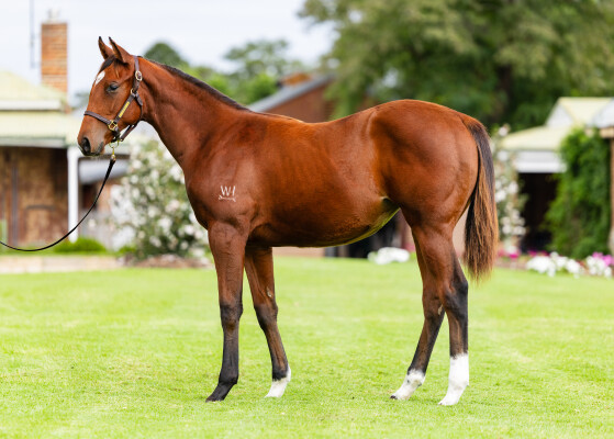 Lot 190: Maurice (JPN) / Burgundy Belle (NZ)