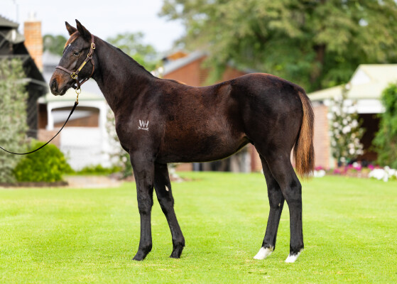 Lot 214: Alabama Express / Coriolis