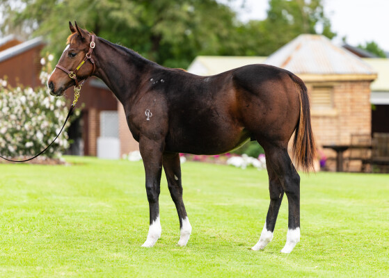 Lot 391: Profondo / Miss Tainui (NZ)