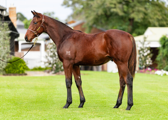 Lot 443: Shinzo / Pacific Dragon (NZ)