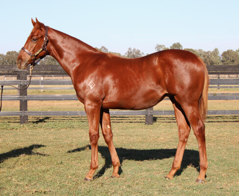 Lot 12: Shinzo / Seewhatshebrings