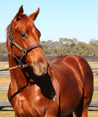 Lot 12: Shinzo / Seewhatshebrings