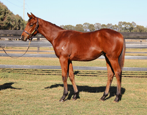 Lot 34: Zousain / Smokin' Hussay
