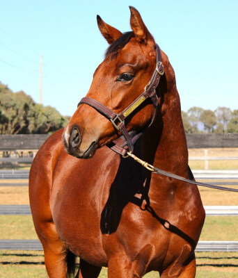 Lot 34: Zousain / Smokin' Hussay