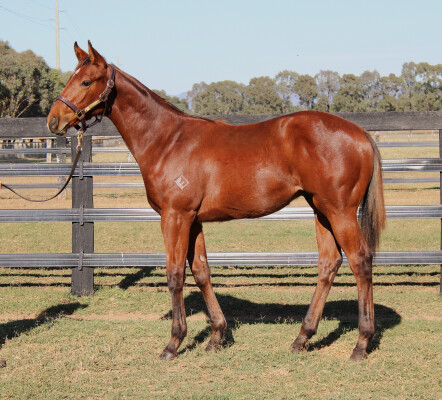 Lot 64: Written By / Tam O'shanter (NZ)