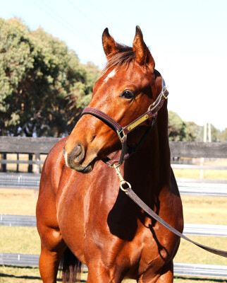 Lot 64: Written By / Tam O'shanter (NZ)