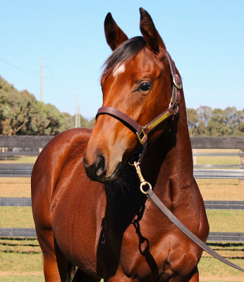 Lot 98: Time to Reign / Typecast