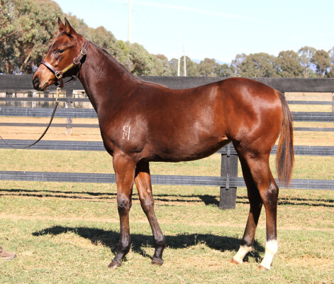Lot 140: Harry Angel (IRE) / Abu Simbel