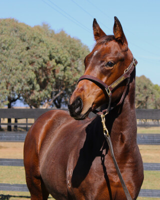 Lot 140: Harry Angel (IRE) / Abu Simbel