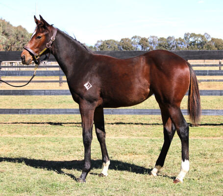 Lot 144: So You Think (NZ) / Acouplamas