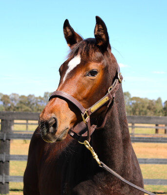 Lot 144: So You Think (NZ) / Acouplamas
