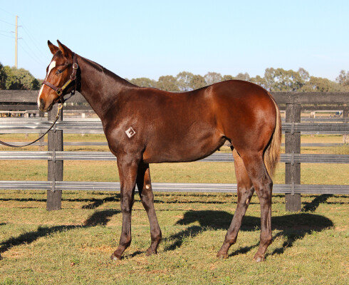 Lot 196: Wild Ruler / Capar Girl (USA)