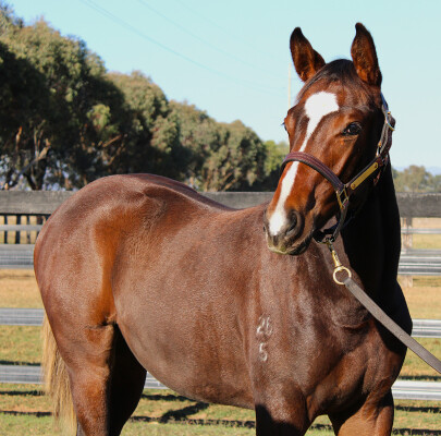 Lot 196: Wild Ruler / Capar Girl (USA)