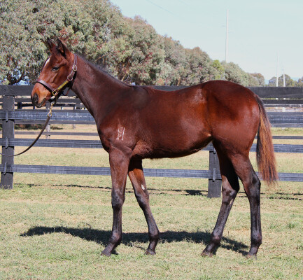 Lot 216: Wild Ruler / Covert Miss
