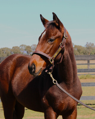 Lot 216: Wild Ruler / Covert Miss