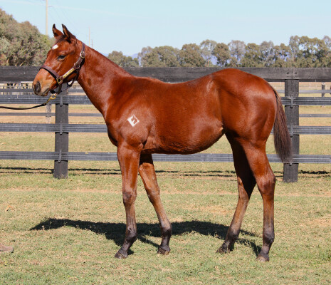 Lot 283: Tassort / Gone Glimmering (USA)