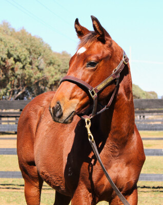 Lot 283: Tassort / Gone Glimmering (USA)