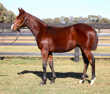 Lot 351: Extreme Warrior / Latenight Princess