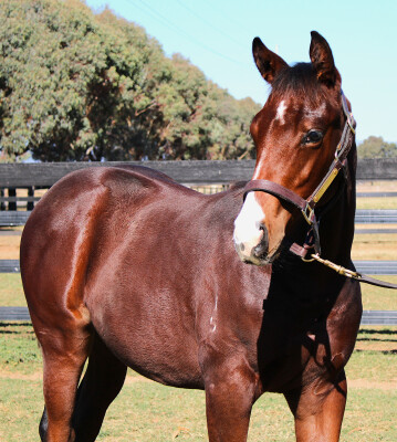 Lot 351: Extreme Warrior / Latenight Princess