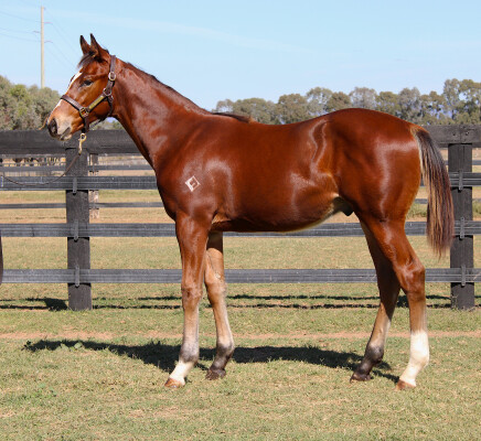 Lot 355: Doull / Let's Wing It