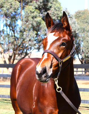 Lot 355: Doull / Let's Wing It