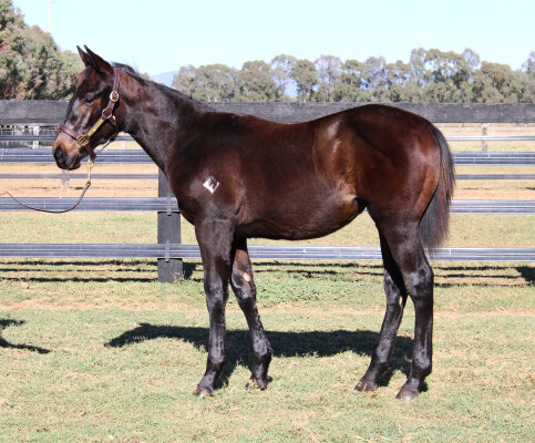 Lot 397: Native Trail (GB) / Moko
