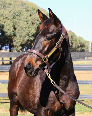 Lot 397: Native Trail (GB) / Moko
