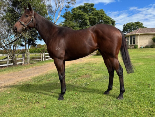 Lot 50: Spieth (NZ) / Berning Affair