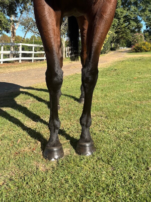 Lot 50: Spieth (NZ) / Berning Affair