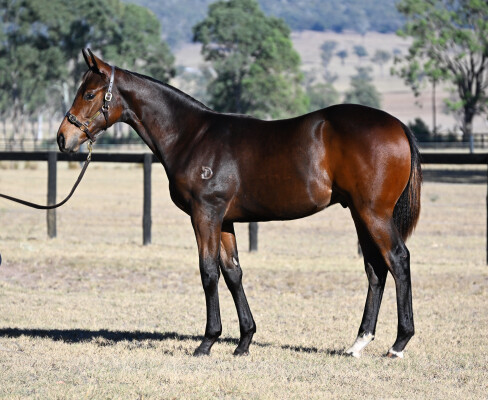 Lot 304: Benbatl (GB) / Honey Go Lightly