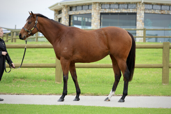 Lot 2: Shalaa (IRE) / Sheer Style