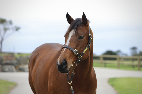 Lot 2: Shalaa (IRE) / Sheer Style